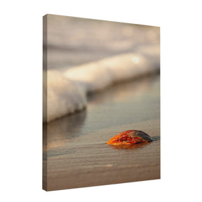 Quadro Decorativo Praia Concha | Sâmia Munaretti & Marcelo Baldin - Meu Rodapé