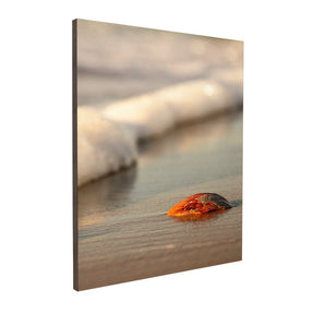 Quadro Decorativo Praia Concha | Sâmia Munaretti & Marcelo Baldin - Meu Rodapé