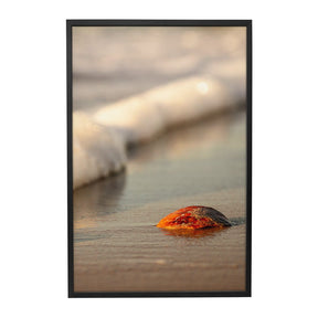 Quadro Decorativo Praia Concha | Sâmia Munaretti & Marcelo Baldin - Meu Rodapé