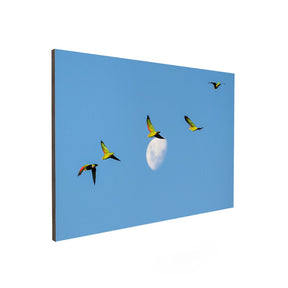 Quadro Decorativo Revoada Papagaio Charão | Sâmia Munaretti & Marcelo Baldin - Meu Rodapé