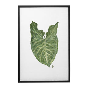 Quadro Decorativo Singônio | Ana Carolina Vivian - Meu Rodapé