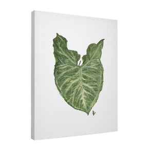 Quadro Decorativo Singônio | Ana Carolina Vivian - Meu Rodapé