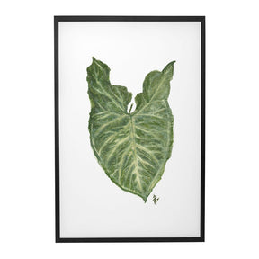Quadro Decorativo Singônio | Ana Carolina Vivian - Meu Rodapé