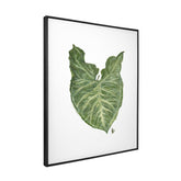Quadro Decorativo Singônio | Ana Carolina Vivian - Meu Rodapé