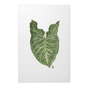 Quadro Decorativo Singônio | Ana Carolina Vivian - Meu Rodapé