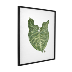 Quadro Decorativo Singônio | Ana Carolina Vivian - Meu Rodapé