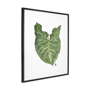 Quadro Decorativo Singônio | Ana Carolina Vivian - Meu Rodapé