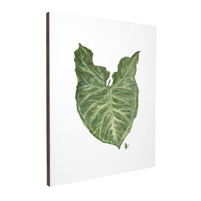 Quadro Decorativo Singônio | Ana Carolina Vivian - Meu Rodapé