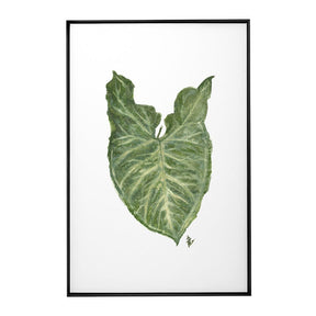 Quadro Decorativo Singônio | Ana Carolina Vivian - Meu Rodapé