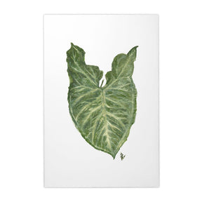 Quadro Decorativo Singônio | Ana Carolina Vivian - Meu Rodapé