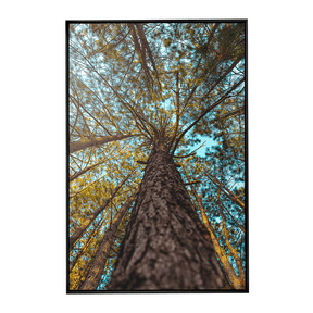Quadro Decorativo Um Olhar Acima | Glaucon Hartmam - Meu Rodapé