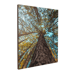 Quadro Decorativo Um Olhar Acima | Glaucon Hartmam - Meu Rodapé