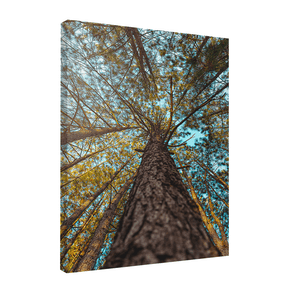 Quadro Decorativo Um Olhar Acima | Glaucon Hartmam - Meu Rodapé