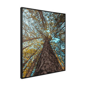 Quadro Decorativo Um Olhar Acima | Glaucon Hartmam - Meu Rodapé
