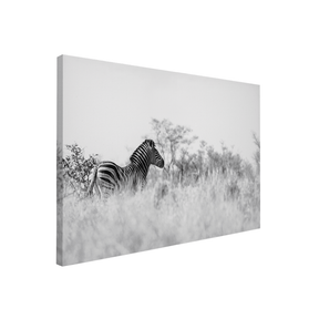 Quadro Decorativo Zebra 2 | Sâmia Munaretti & Marcelo Baldin - Meu Rodapé