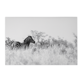 Quadro Decorativo Zebra 2 | Sâmia Munaretti & Marcelo Baldin - Meu Rodapé