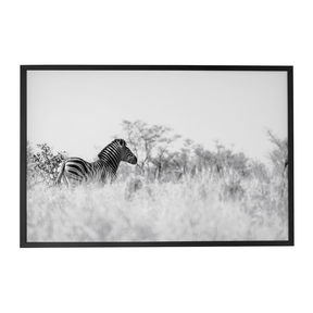 Quadro Decorativo Zebra 2 | Sâmia Munaretti & Marcelo Baldin - Meu Rodapé