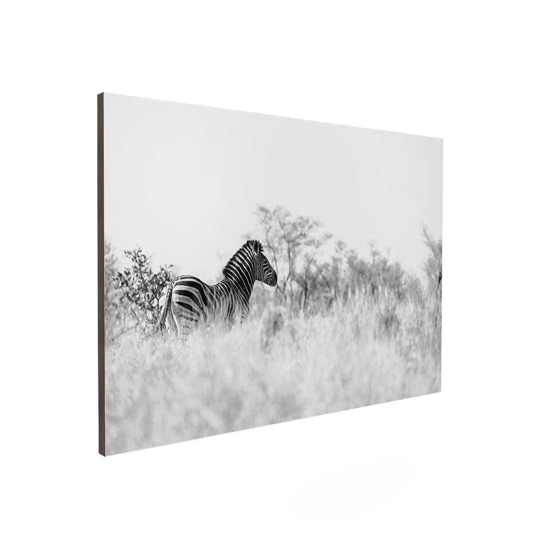 Quadro Decorativo Zebra 2 | Sâmia Munaretti & Marcelo Baldin - Meu Rodapé