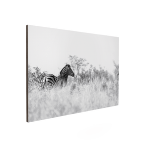 Quadro Decorativo Zebra 2 | Sâmia Munaretti & Marcelo Baldin - Meu Rodapé