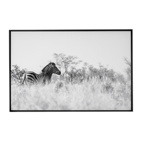 Quadro Decorativo Zebra 2 | Sâmia Munaretti & Marcelo Baldin - Meu Rodapé