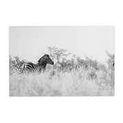 Quadro Decorativo Zebra 2 | Sâmia Munaretti & Marcelo Baldin - Meu Rodapé
