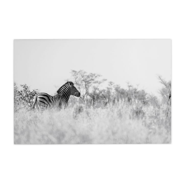 Quadro Decorativo Zebra 2 | Sâmia Munaretti & Marcelo Baldin - Meu Rodapé