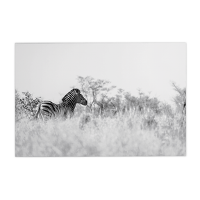 Quadro Decorativo Zebra 2 | Sâmia Munaretti & Marcelo Baldin - Meu Rodapé