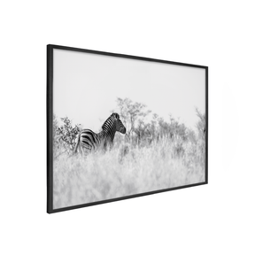 Quadro Decorativo Zebra 2 | Sâmia Munaretti & Marcelo Baldin - Meu Rodapé