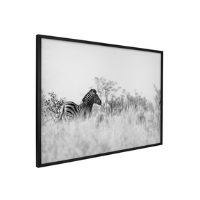Quadro Decorativo Zebra 2 | Sâmia Munaretti & Marcelo Baldin - Meu Rodapé