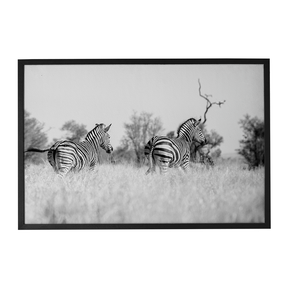 Quadro Decorativo Zebra 3 | Sâmia Munaretti & Marcelo Baldin - Meu Rodapé
