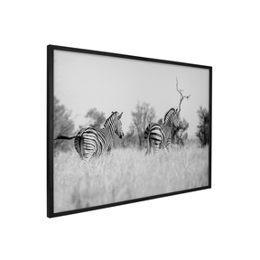 Quadro Decorativo Zebra 3 | Sâmia Munaretti & Marcelo Baldin - Meu Rodapé