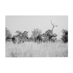 Quadro Decorativo Zebra 3 | Sâmia Munaretti & Marcelo Baldin - Meu Rodapé