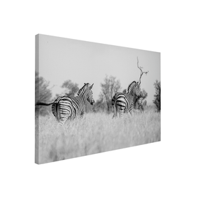 Quadro Decorativo Zebra 3 | Sâmia Munaretti & Marcelo Baldin - Meu Rodapé
