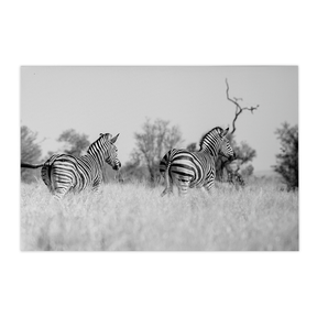 Quadro Decorativo Zebra 3 | Sâmia Munaretti & Marcelo Baldin - Meu Rodapé
