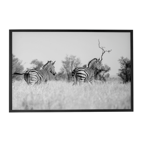 Quadro Decorativo Zebra 3 | Sâmia Munaretti & Marcelo Baldin - Meu Rodapé