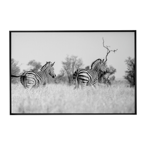 Quadro Decorativo Zebra 3 | Sâmia Munaretti & Marcelo Baldin - Meu Rodapé